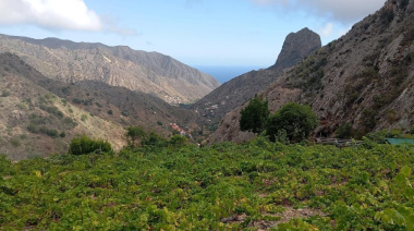 El Cabildo de La Gomera convoca una reunión con el sector vitivinícola y bodeguero para abordar la actualidad de la filoxera