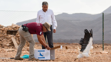 El Cabildo de Fuerteventura libera un ejemplar de guirre tras su recuperación