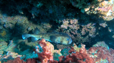 El proyecto AMPLIA organiza 4 talleres para definir una propuesta colectiva de ampliación y ordenación futura del espacio marino de las Reservas de la Biosfera de las islas orientales