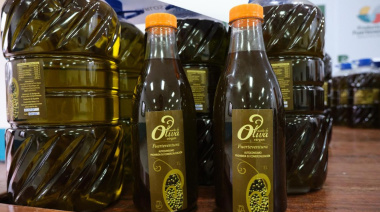 La almazara del Cabildo de Fuerteventura procesa más de 70.000 kilogramos de aceituna