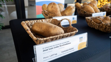 La VII Feria de la Papa de Gran Canaria expondrá la excelencia de este producto que cubre el 44% del consumo de todo el Archipiélago