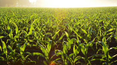 El campo canario pierde superficie agrícola en 2024