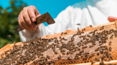 Más de 15.000 colmenas se benefician de las ayudas a la alimentación complementaria de las abejas
