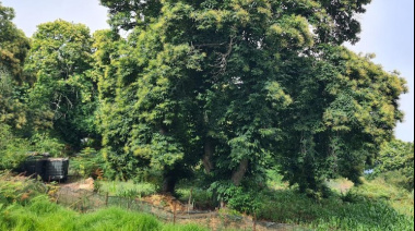 El Cabildo de Tenerife actualiza los datos catastratales de las parcelas de castaños afectados por el gran incendio de 2023