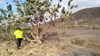 El Consejo de Gobierno de Fuerteventura da luz verde al proyecto piloto para controlar la expansión de la planta invasora Calotropis procera