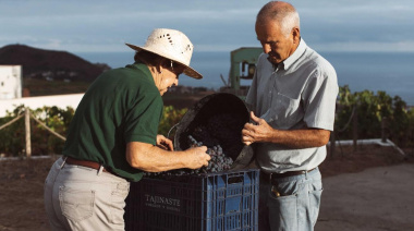 La vendimia 2025 se reduce un 15%, con más de 1,3 millones de kilos de uva recolectados