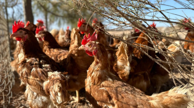 El Gobierno canario aclara que el confinamiento obligatorio de aves de cría se aplica a un único municipio canario