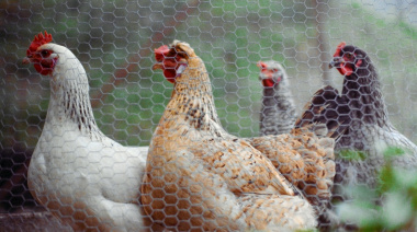 El Gobierno central extiende el confinamiento de las aves de corral criadas al aire libre también a toda Canarias