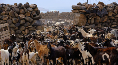 El Gobierno de Canarias convoca subvenciones para el fomento de las razas autóctonas por importe de 251.000 €