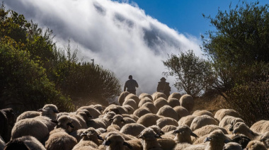 El Cabildo adjudica a 34 familias ganaderas la gestión de 2.269 hectáreas con “ovejas y cabras bombero” para prevenir incendios forestales en Gran Canaria