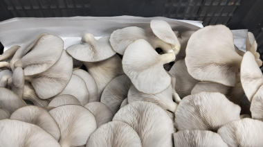 Residuos que alimentan la innovación rural en Canarias