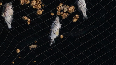Telde denuncia nuevas evidencias de peces muertos en las jaulas marinas de su litoral pese a las afirmaciones contrarias del PLATECA