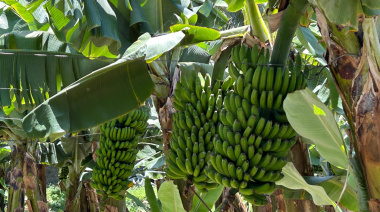 El Gobierno de Canarias abona el primer pago de la ayuda del POSEI al plátano