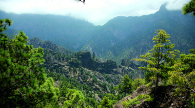 Transición Ecológica mantiene abierta la consulta pública del anteproyecto de la Ley de Montes de Canarias