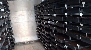 El Cabildo de Tenerife repone casi 4.000 castaños, que se perdieron en el incendio de 2023