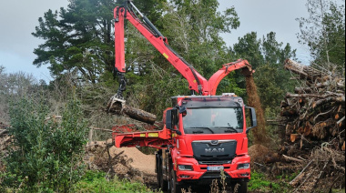 El Cabildo de Tenerife reforesta más de 55.000 ejemplares de Monteverde en el norte de la isla