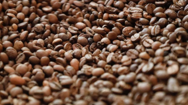 Agaete convoca una jornada técnica informativa agrícola centrada en el sector del café