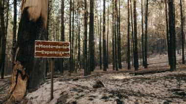 El Cabildo de Tenerife impulsa la regeneración de la pinocha dentro del Plan Bianual de Aprovechamientos Forestales 2026-2027