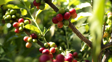 Agaete forma en el cultivo de café para impulsar sus fincas y el agroturismo