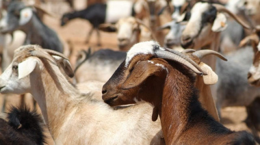 El Gobierno de Canarias concede 7,9M€ en ayudas del POSEI a queserías y a la producción de leche de caprino y ovino