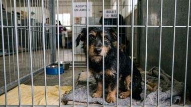 El Cabildo de Tenerife pone en marcha una línea de subvenciones de 700.000 euros para garantizar la actividad de las protectoras de animales