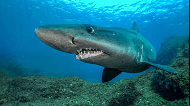 ECOAQUA lanza un proyecto para minimizar la pesca accidental de especies sensibles como tiburones o rayas