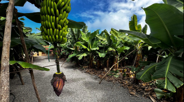 El precio unitario del seguro del plátano sube más de un 15 % tras dos décadas sin cambios