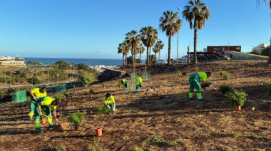 Parques y Jardines de Las Palmas de Gran Canaria rehabilita la ladera de La Minilla con una apuesta por el arbolado urbano sostenible