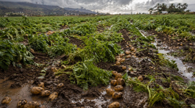 Los cultivos del aguacate, el plátano y la papa, los principales afectados tras el paso de la borrasca 'Therese'