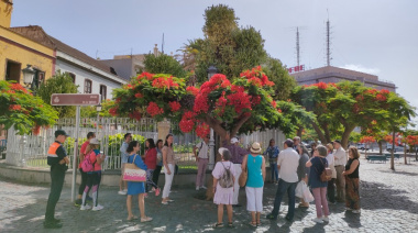 Santa Cruz organiza una nueva edición de rutas guiadas para conocer sus árboles singulares