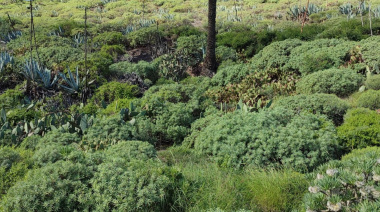 Arucas abre la convocatoria para presentar terrenos agrícolas para recuperación paisajística
