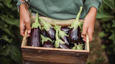 Las berenjenas, el producto agrícola que más ha subido su precio en origen durante el último año en Canarias