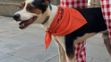 Las Palmas de Gran Canaria refuerza el bienestar animal con 380 esterilizaciones felinas y 33 adopciones en el primer trimestre de 2026