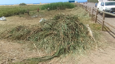 El Cabildo de Fuerteventura actúa con contundencia sobre el carrizo invasor de El Saladar de Jandía con el respaldo de la Unión Europea