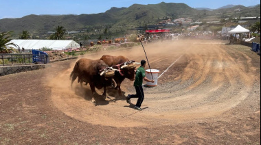 La Casa de Carta acoge la 28 edición del tradicional arrastre de ganado de las Fiestas de San Isidro de Valle de Guerra