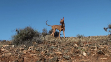 El Cabildo de Fuerteventura abre los campos de entrenamiento para perros de caza a partir de este 17 de mayo