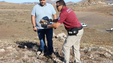El Cabildo coordina la recuperación de fauna silvestre herida en distintos puntos de Lanzarote