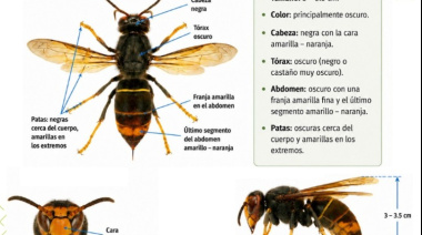 El Gobierno de Canarias confirma la primera detección de avispa asiática en el archipiélago