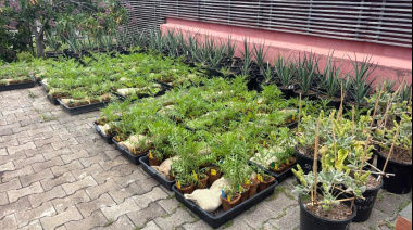 El Jardín Botánico Canario refuerza la recuperación de la flora endémica amenazada de Gran Canaria mediante un enfoque científico-técnico multidisciplinar
