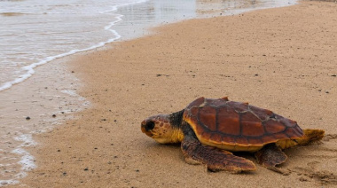El Cabildo de Fuerteventura recuerda que la mejor ayuda para una tortuga marina en apuros es llamar al 112