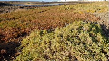 El Cabildo de Fuerteventura avala la declaración del Saladar de Bristol como Sitio de Interés Científico