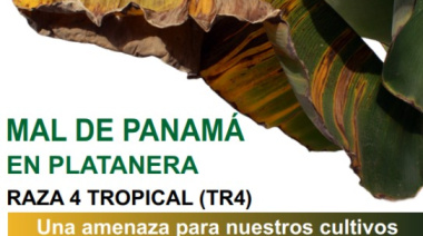 La Gomera acoge charlas informativas para prevenir la plaga del mal de Panamá en las plataneras