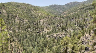 El Cabildo de Gran Canaria avanza en la recuperación de las pistas forestales afectadas por los temporales