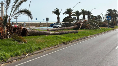 Asambleas Municipales de Fuerteventura denuncia el abandono del palmeral de Morro Jable y exige una actuación urgente