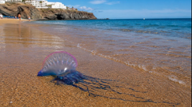 El SUC recuerda cómo actuar ante las picaduras de medusas en las playas