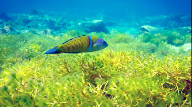 Un proyecto de I+D canario estudia la relación entre cambio climático y la expansión de especies marinas invasora