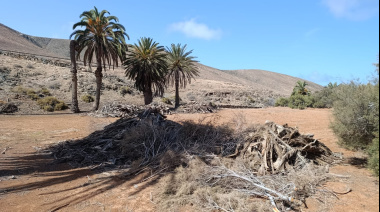 El Cabildo, desde Reserva de la Biosfera, protege los palmerales de Fuerteventura a través de un potente programa europeo Interreg MAC