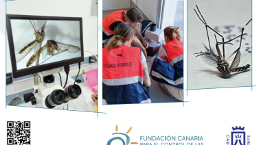 Canarias y Madeira comparten estrategias frente a los mosquitos invasores tras la detección de estos vectores en Gran Canaria y La Gomera