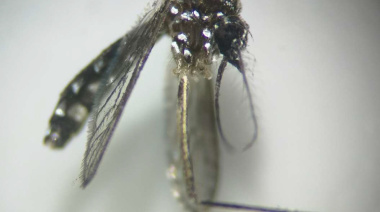 Sanidad informa de la detección de mosquitos de la especie Aedes aegypti en Gran Canaria