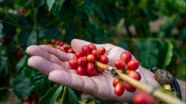 El Cabildo de Gran Canaria entrega 4.000 cafetos a la Asociación Agroagaete para impulsar el cultivo en el municipio